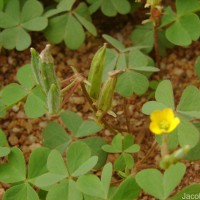 Oxalis corniculata L.